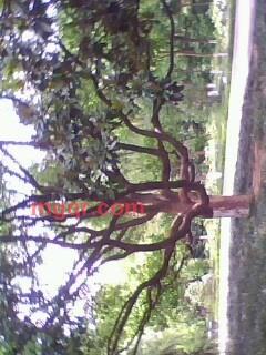 大爱人a的第2张照片