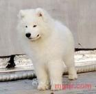 风行者的第4张照片