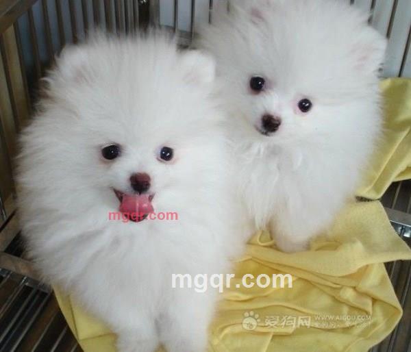 吻你双腿中唇的第2张照片