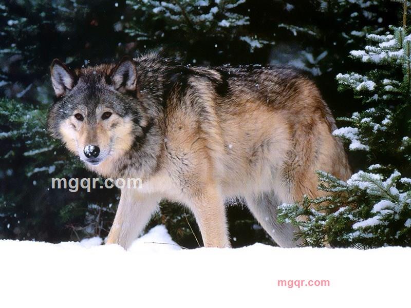 89 260 7360的第2张照片