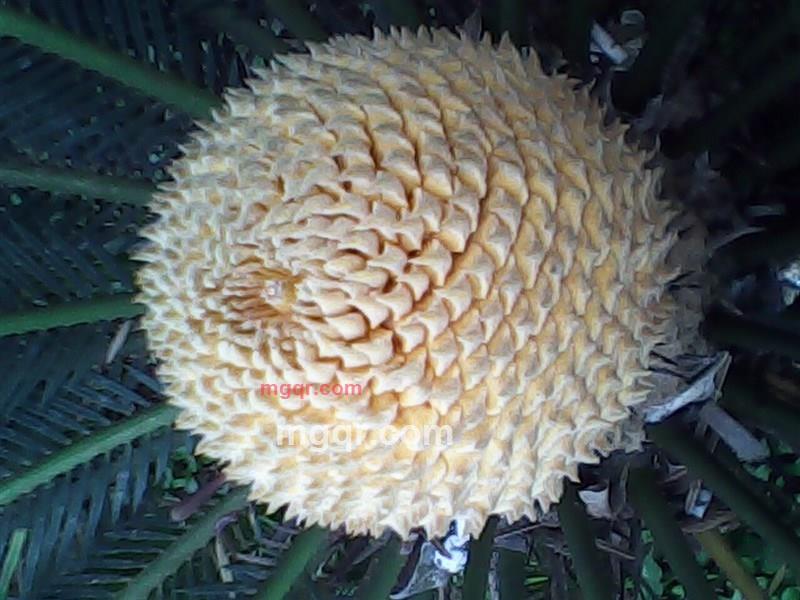 爱你就是情的第1张照片