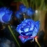 你的样子一??的第1张照片