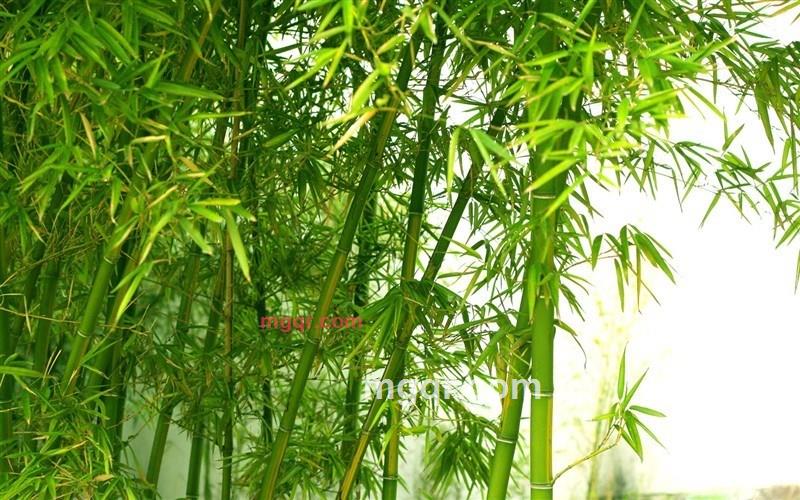 naizhen的第1张照片