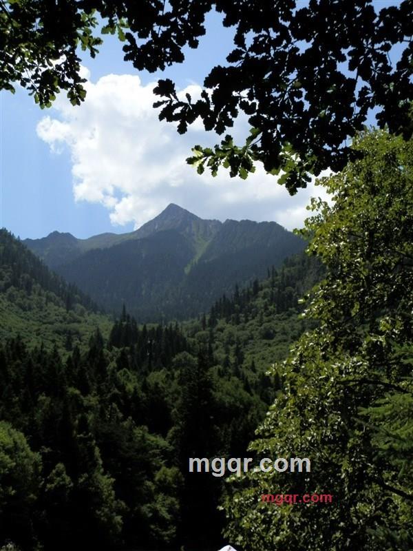 人类型男的第2张照片