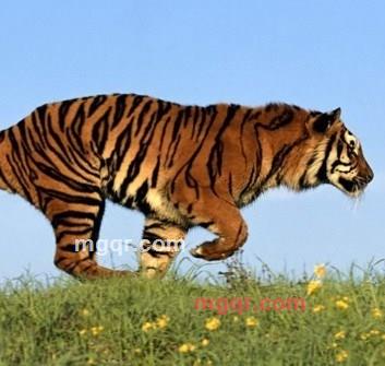 浪漫春城的第1张照片