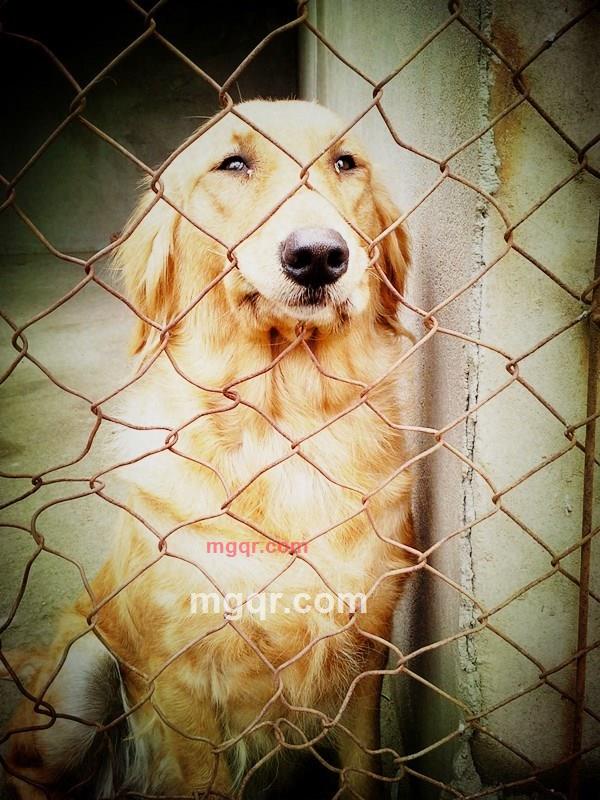 越轨天使的第3张照片