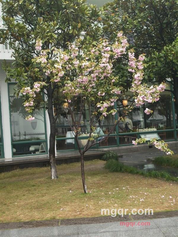 吾爱87的第11张照片