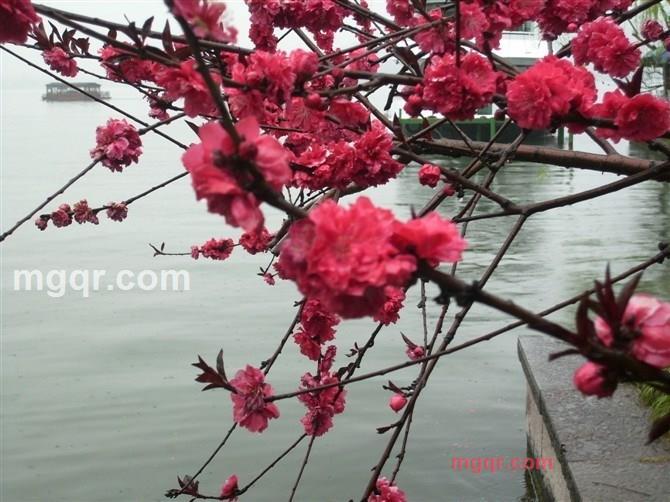 吾爱87的第4张照片