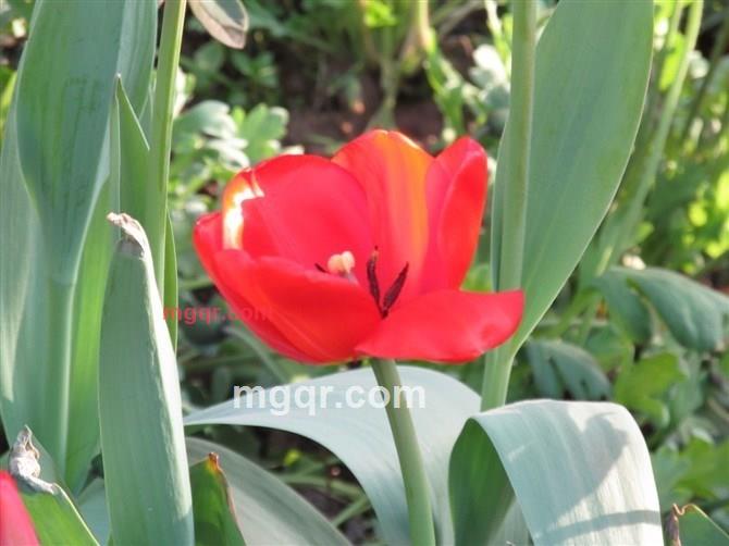 吾爱87的第2张照片