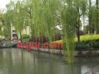 吾爱87的第1张照片