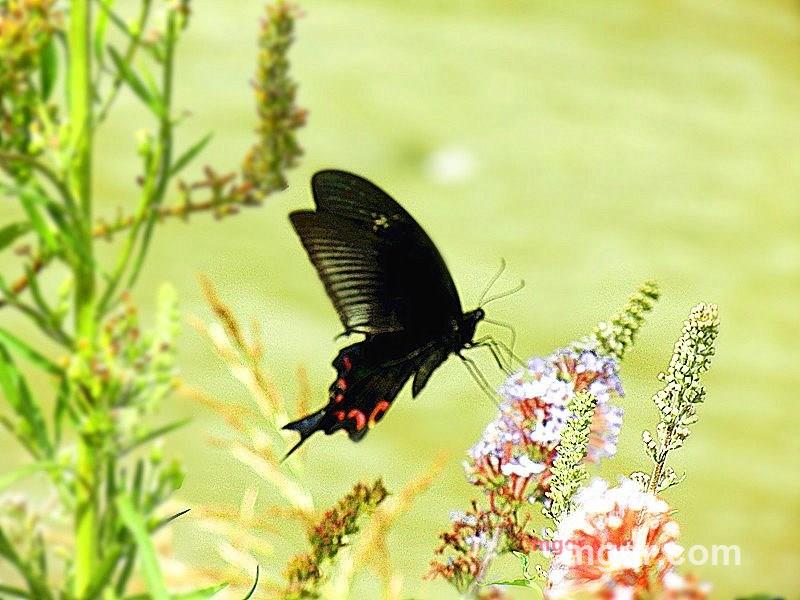 强者永驻的第1张照片