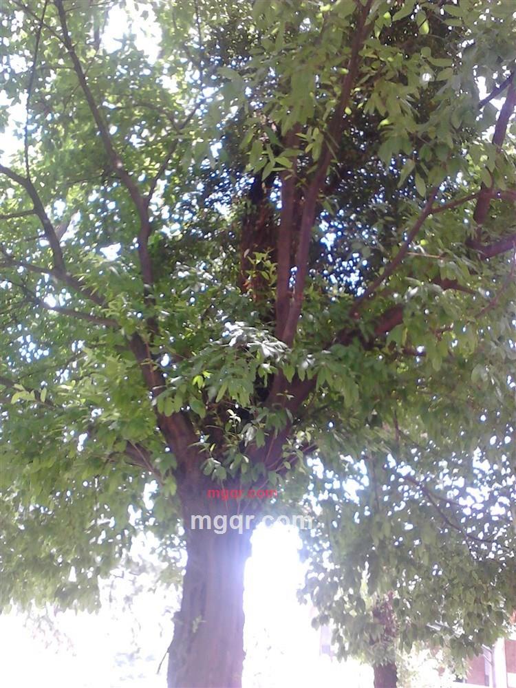 淼淼先生的第14张照片