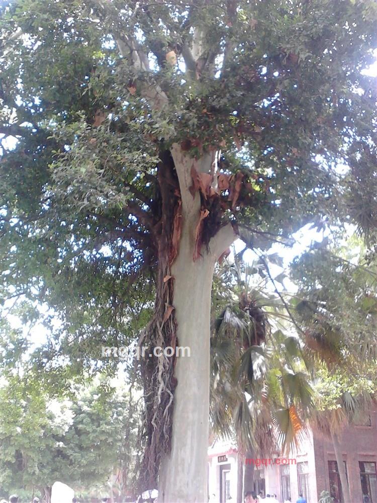 淼淼先生的第12张照片