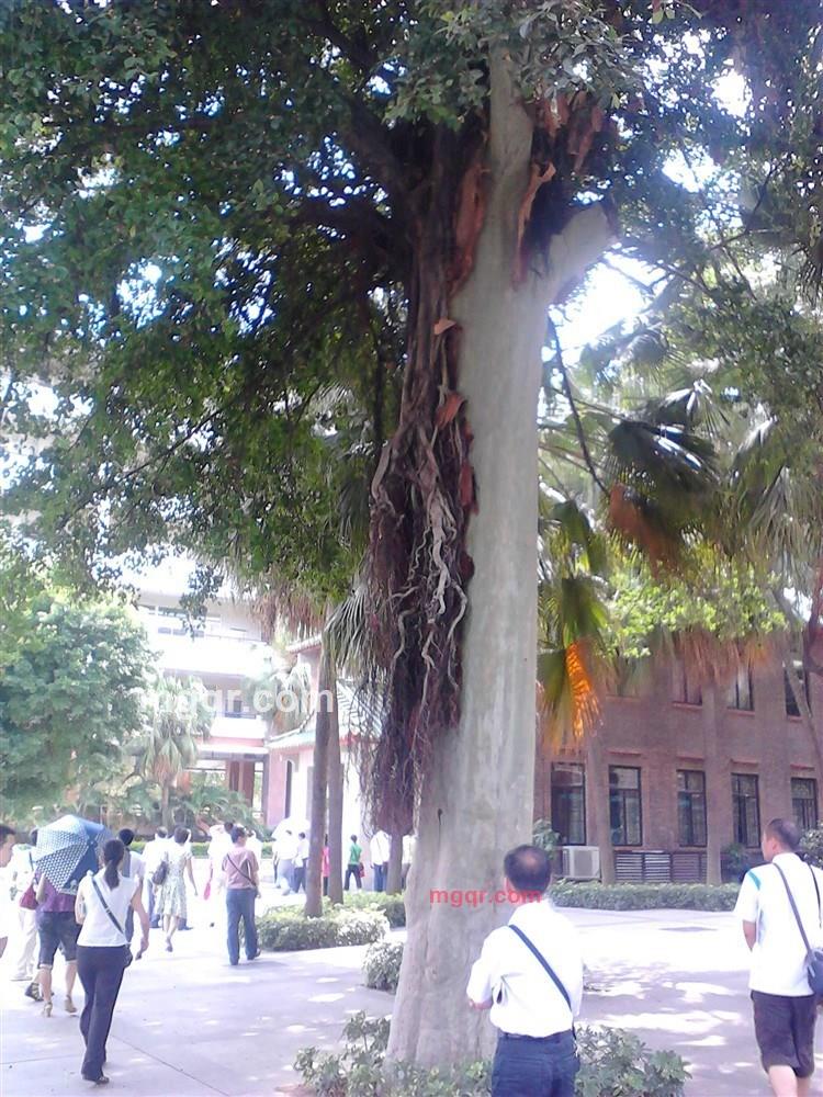 淼淼先生的第11张照片