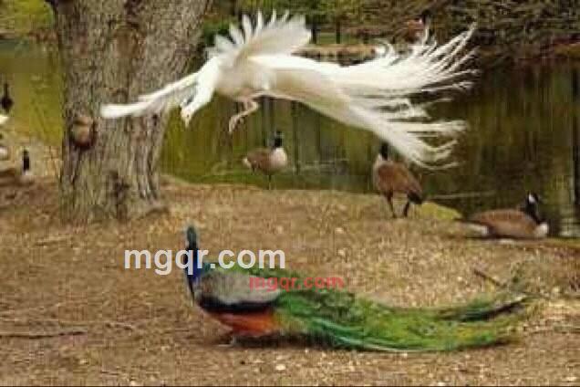 无可厚飞的第1张照片