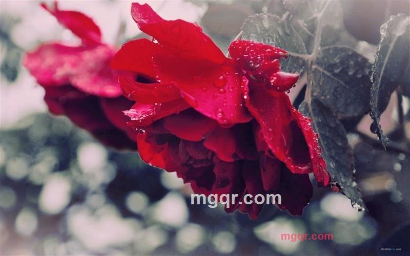 挥手一笑的第1张照片