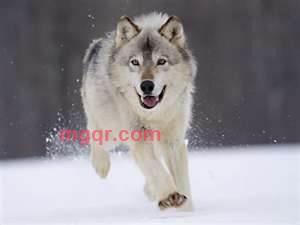 关月弓虽女干的第1张照片