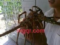 狂风2的第1张照片