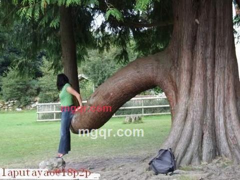 巨-无-霸的第4张照片