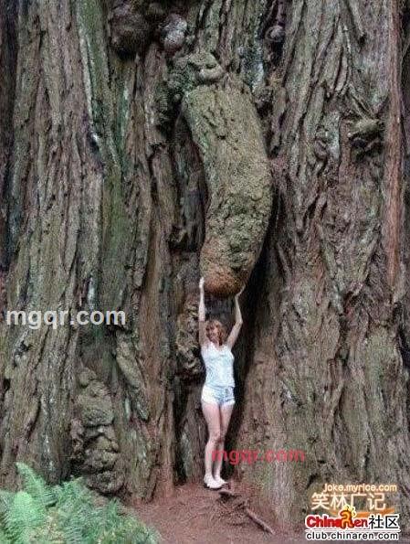 巨-无-霸的第1张照片