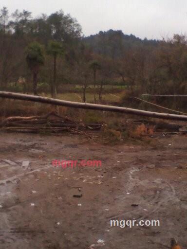 勿忘我的第1张照片