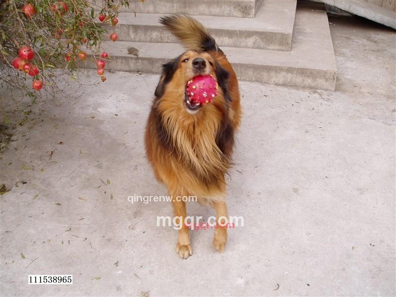 守护爱惜的第2张照片