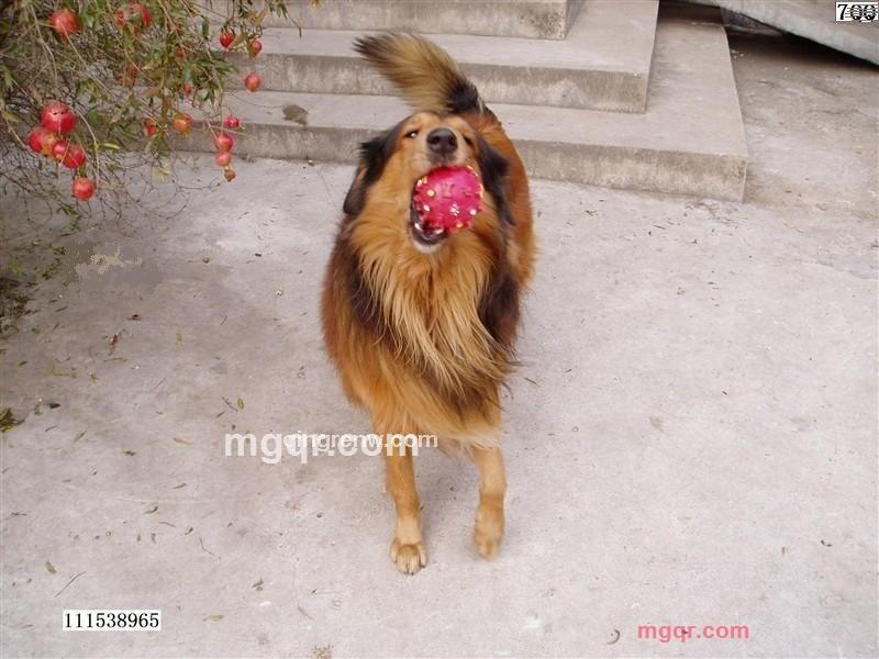 守护爱惜的第1张照片