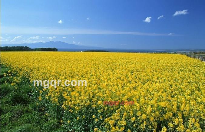 perfect 10的第2张照片