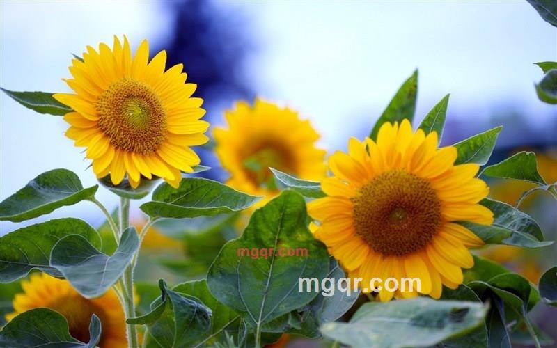 黑an的第1张照片