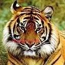 布衣的第1张照片