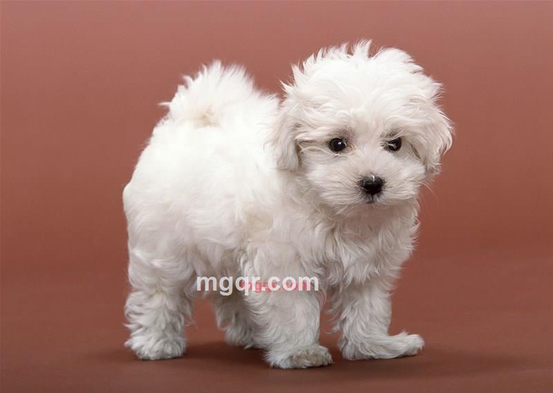 牛牛123321的第1张照片