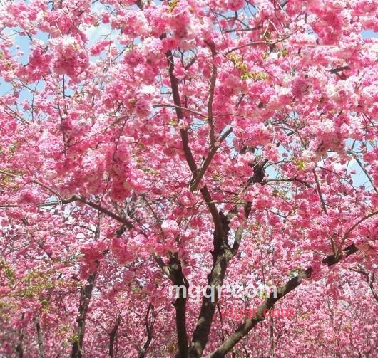 深圳高飞的第8张照片