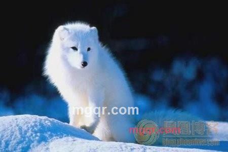 森林狼的第1张照片