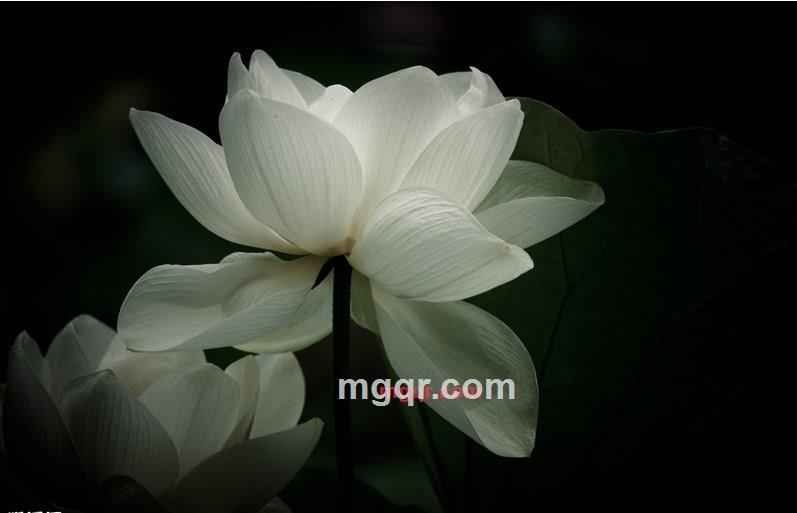 一情网凡人的第1张照片