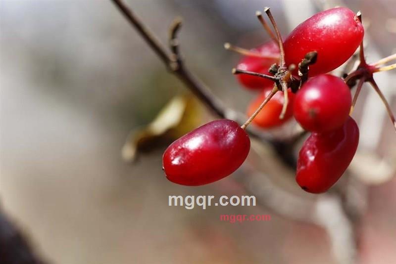 凤舞龙飞的第2张照片