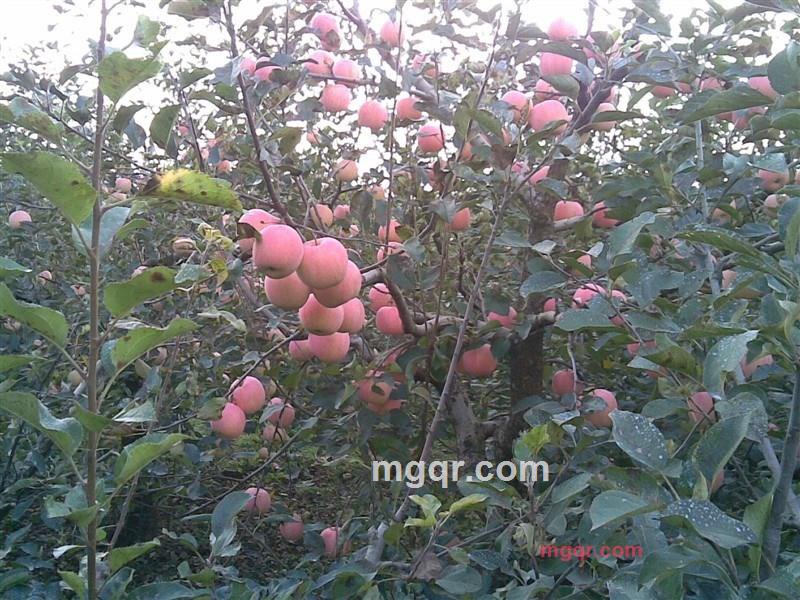 君爲红颜坠的第1张照片