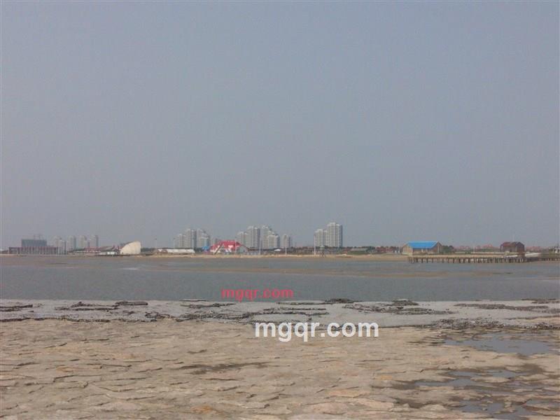 大蟋蟀的第3张照片