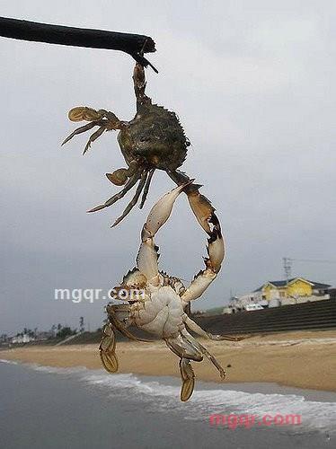 偷腥的猫、的第3张照片