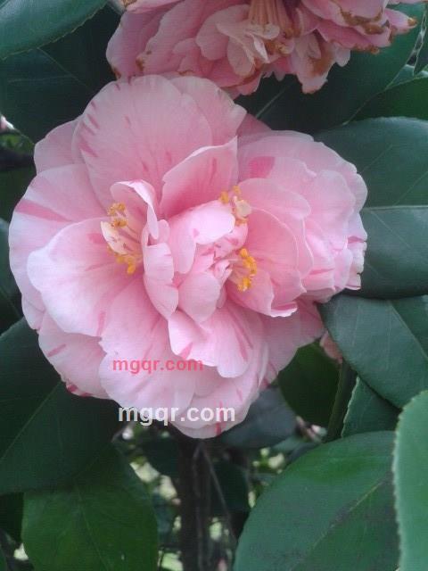 会飞的鱼1288的第5张照片