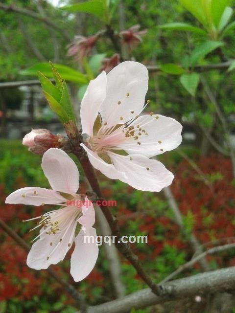 会飞的鱼1288的第4张照片