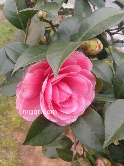 会飞的鱼1288的第3张照片