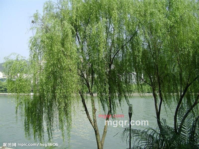 古月和风的第1张照片