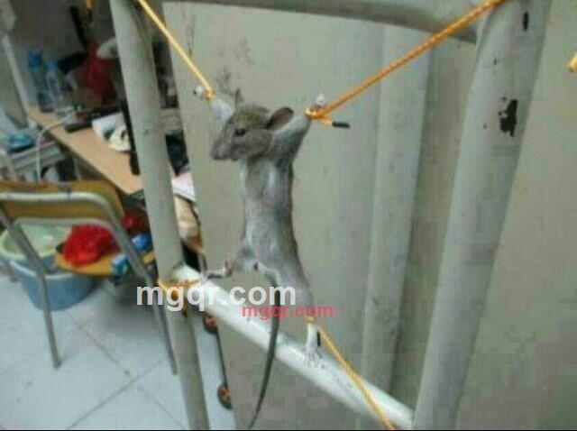 耳5林4四散79伊2的第1张照片