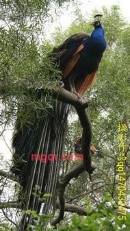 wfzy521的第1张照片