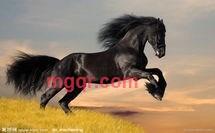 冷月寒光的第1张照片