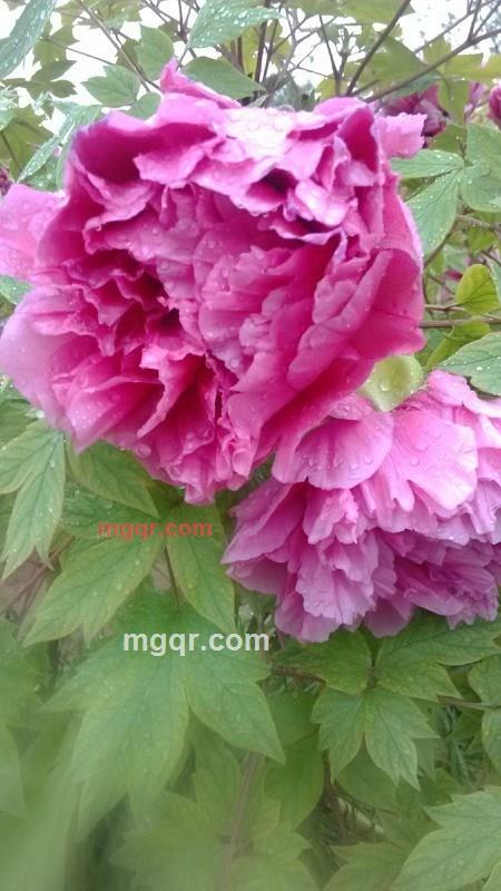 黄金宝刀的第2张照片