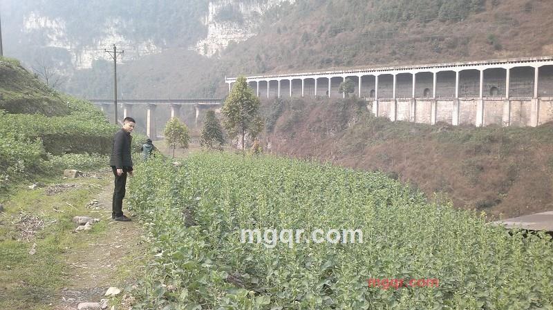 情人情人你在那里的第6张照片