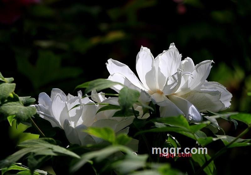 鲲鹏289的第1张照片