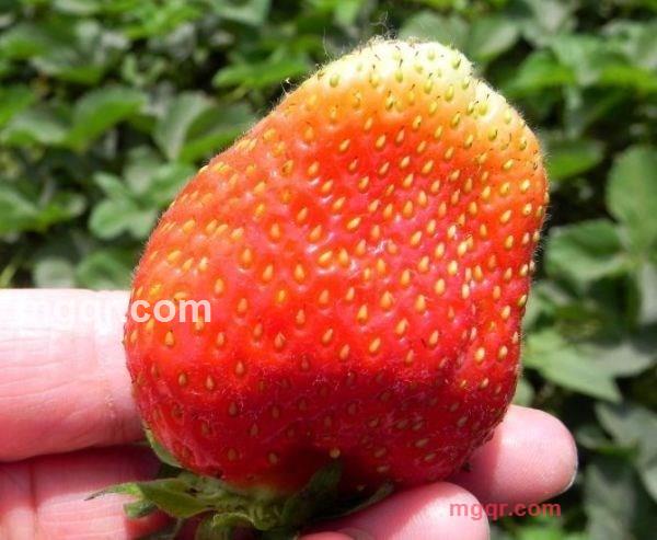 caomeiren的第1张照片