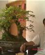 寻花问柳又一春的第2张照片